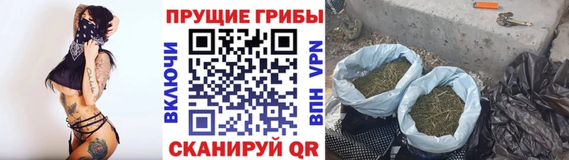 Галлюциногенные грибы Psilocybe Боровичи